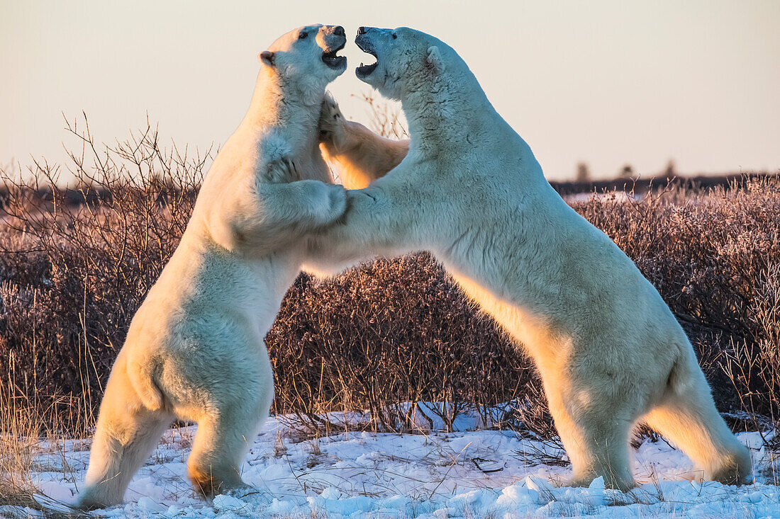 Polar bears along the coast of Hudson Bay waiting for the bay to freeze over, Manitoba, Canada