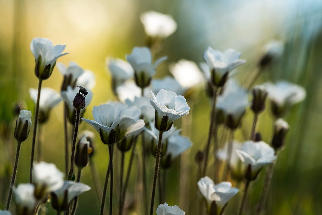 'White wildflowers along the Dempster Highway; Yukon, Canada'