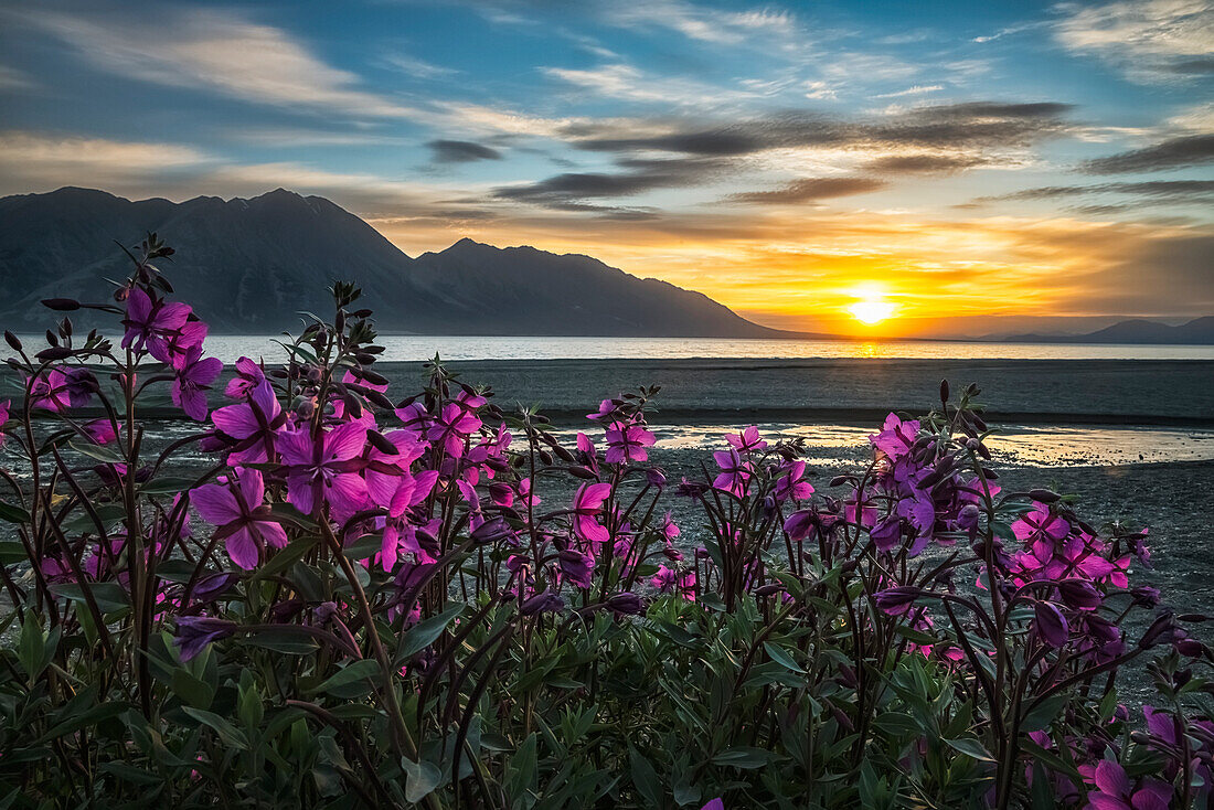 'Lila Wicke (Vicia americana) blüht an den Ufern des Kluane Sees mit Sonnenuntergang, der in der Ferne geschieht; Yukon, Kanada'