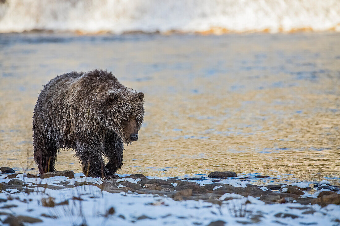 'Grizzlybär (ursus arctos horribilis) Angeln und auf der Suche nach Fisch in Ni'iinlii Njik (Angeln Branch) Territorial Park; Yukon, Kanada'