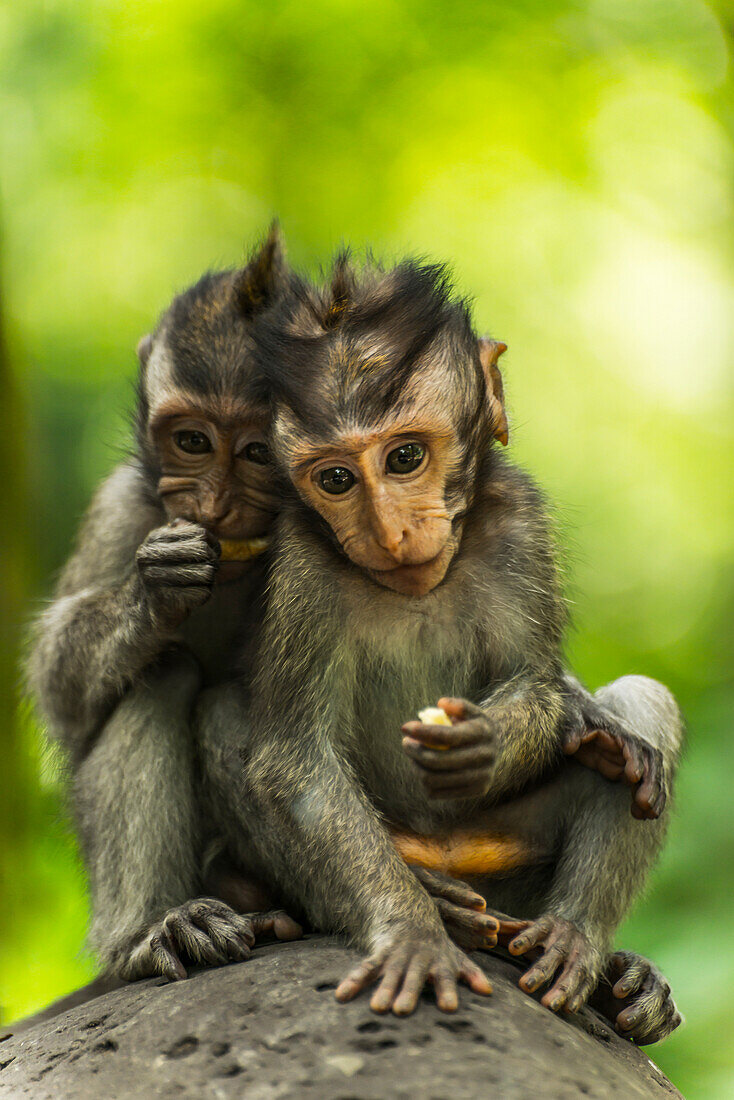 'Two monkeys sits closely together on a rock, Monkey Forest; Ubud, Bali Island, Indonesia'