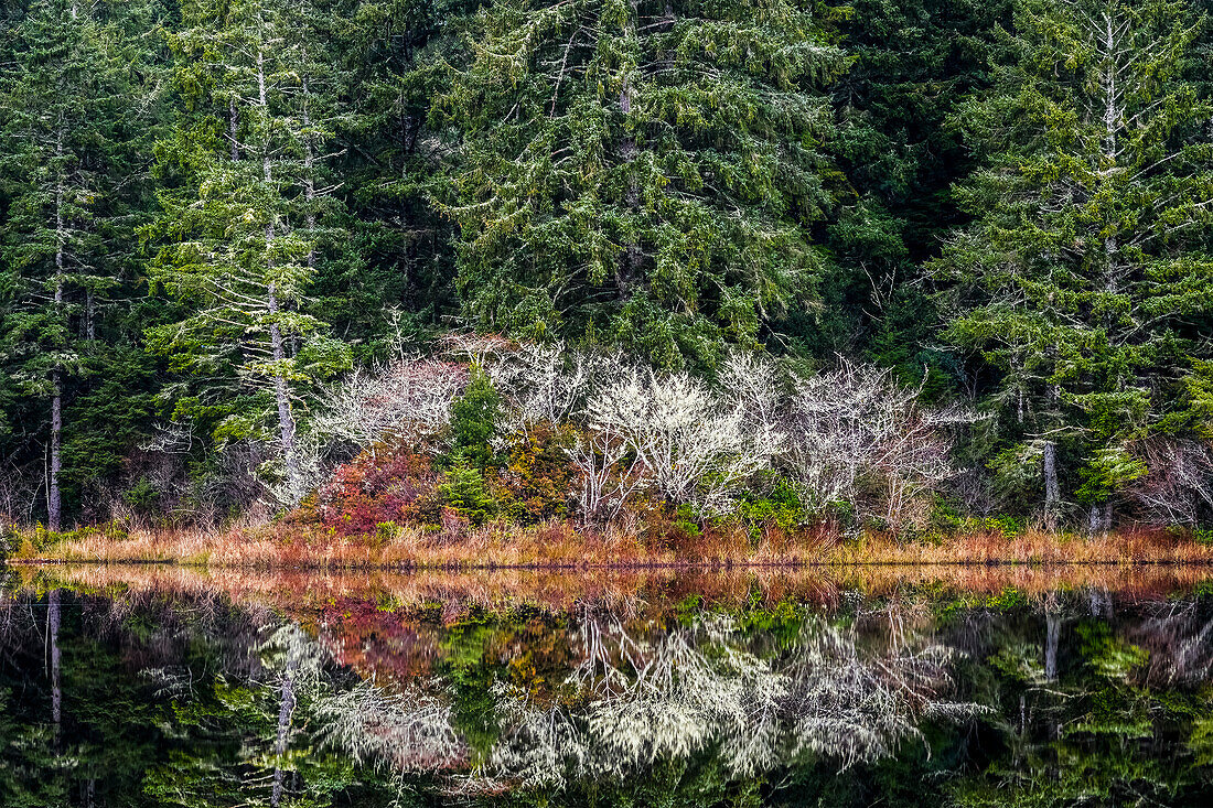 'Forest reflects on Black Lake, near Ilwaco; Washington, United States of America'