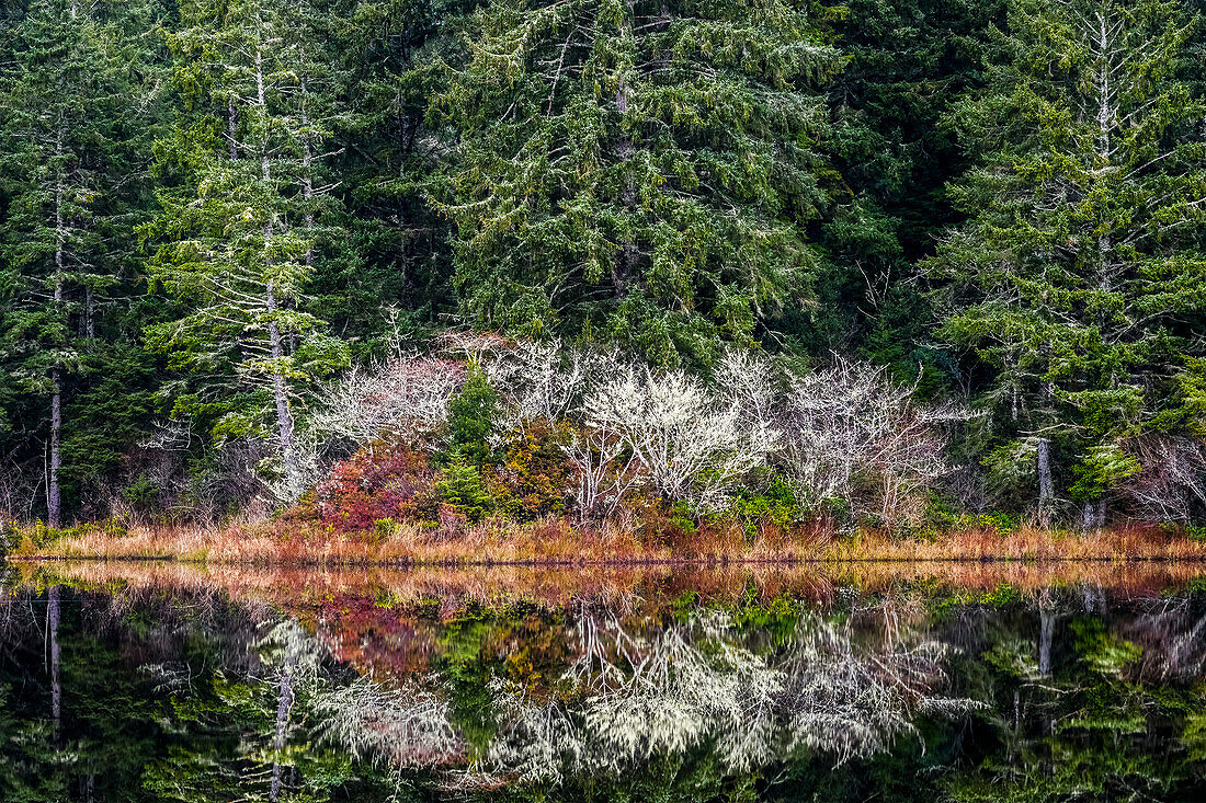 'Wald spiegelt sich auf Black Lake, in der Nähe von Ilwaco; Washington, Vereinigte Staaten von Amerika'