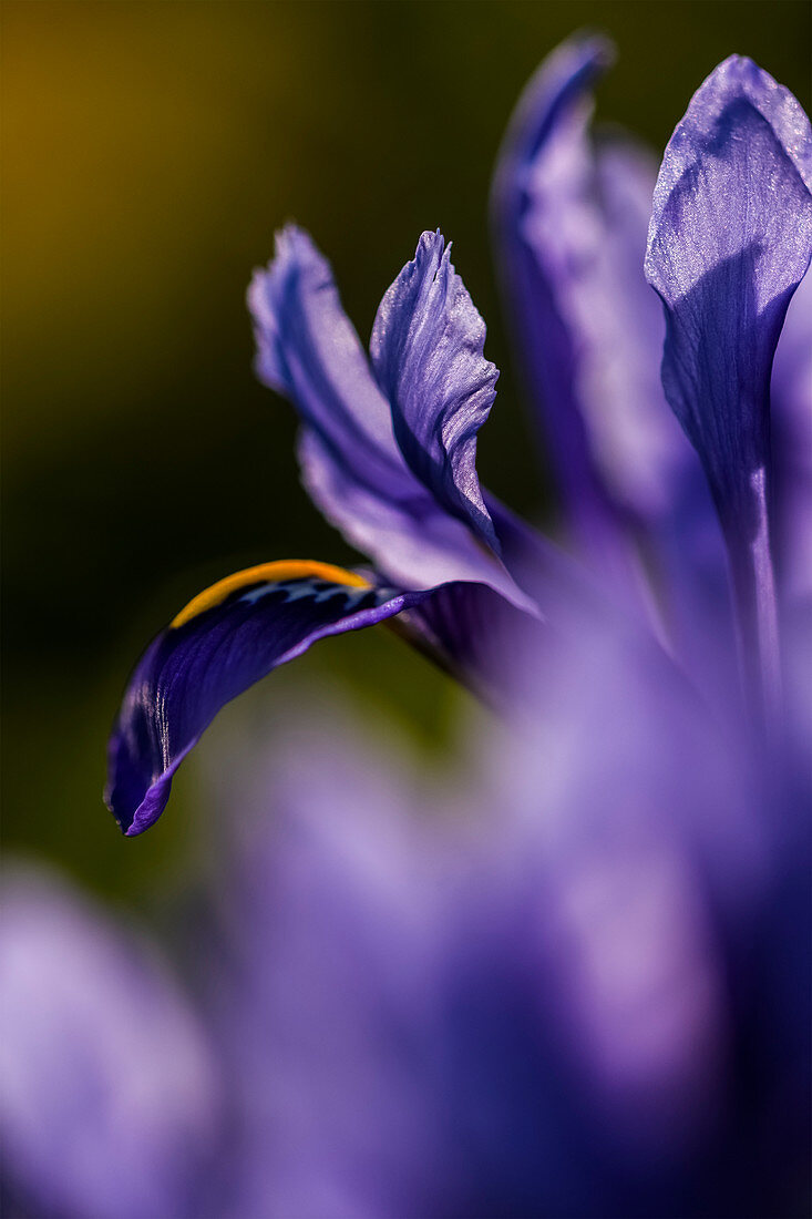 'Die Zwerg-Iris ist eine der ersten Blumen, die im Frühling blühen; Oregon, Vereinigte Staaten von Amerika'