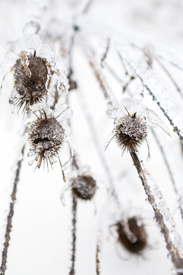 Close-up von Eisformationen auf einer Pflanze im Winter
