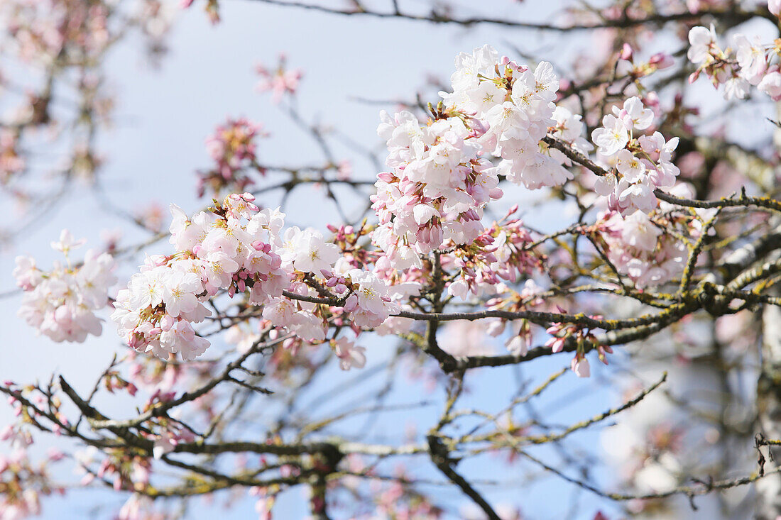'Close-up von Kirschblüten auf einem Baum; Portland, Oregon, Vereinigte Staaten von Amerika'
