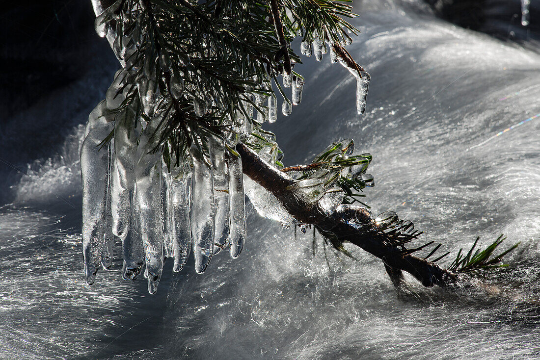 'Heavy icicles hanging from a Douglas Fir branch over a fast moving mountain stream, Olympic Peninsula; Washington, United States of America'