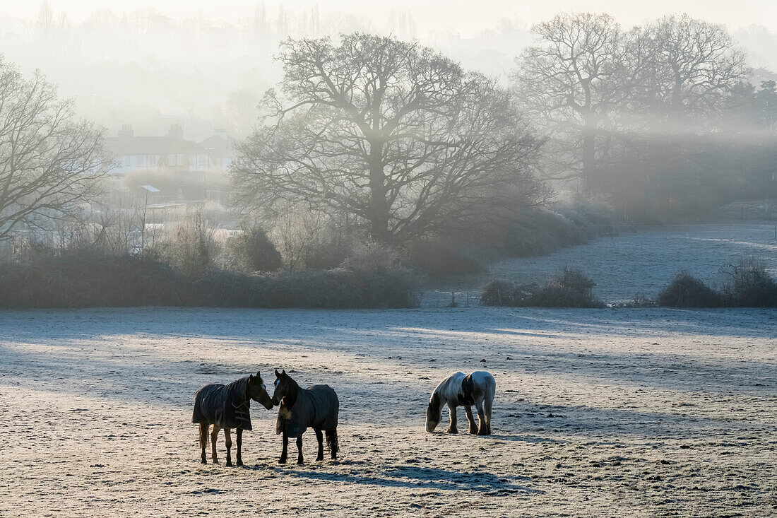 'Pferde, die in einem schneebedeckten Feld im Nebel bei Sonnenaufgang im Winter weiden; Surrey, England'