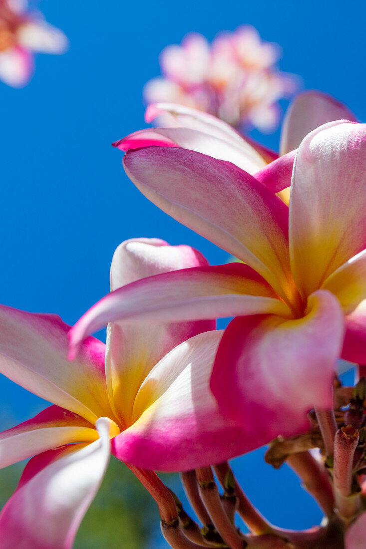 'Close-up of pink plumeria flowers and blue sky; Lanai, Hawaii, United States of America'