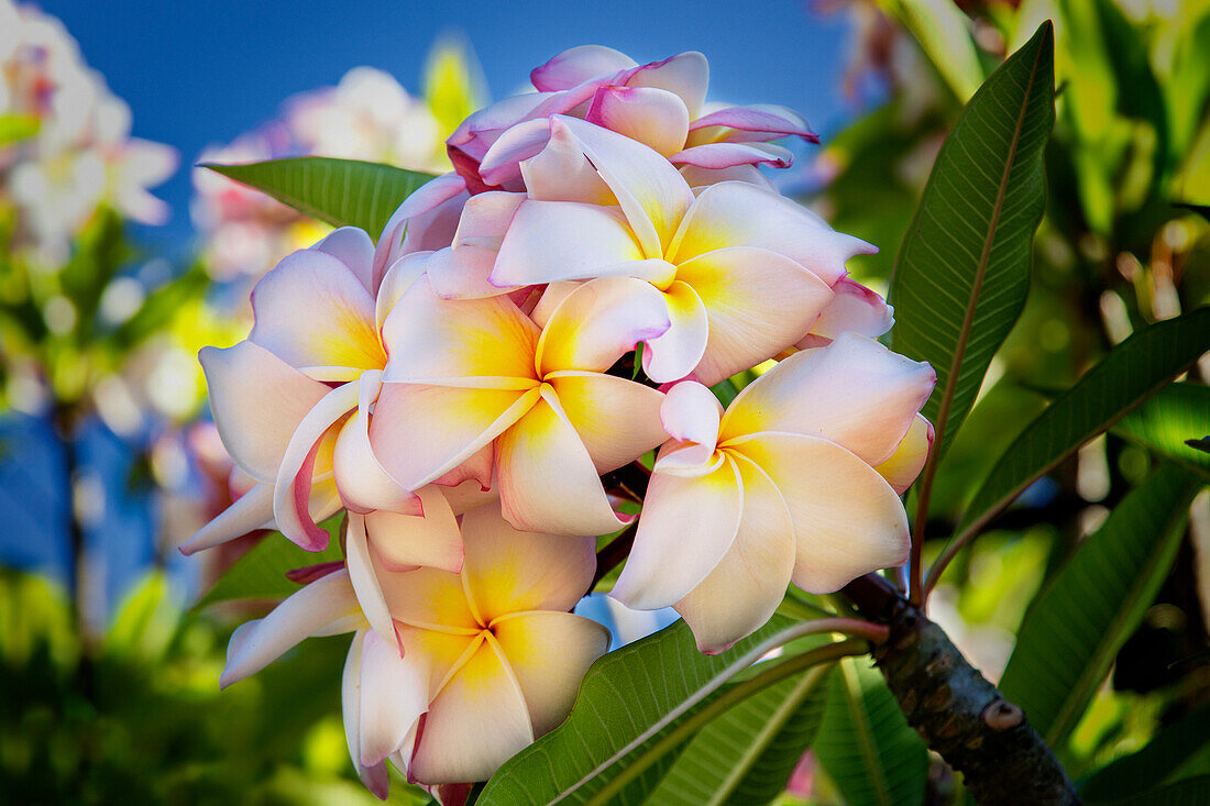 'Close-up of pink plumeria flowers and blue sky; Lanai, Hawaii, United States of America'