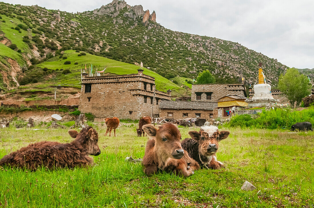 'Ein paar Kälber mit einer Pause auf einer Wiese, ein kleines tibetisches Dorf hinter ihnen; Daocheng, Provinz Sichuan, China'
