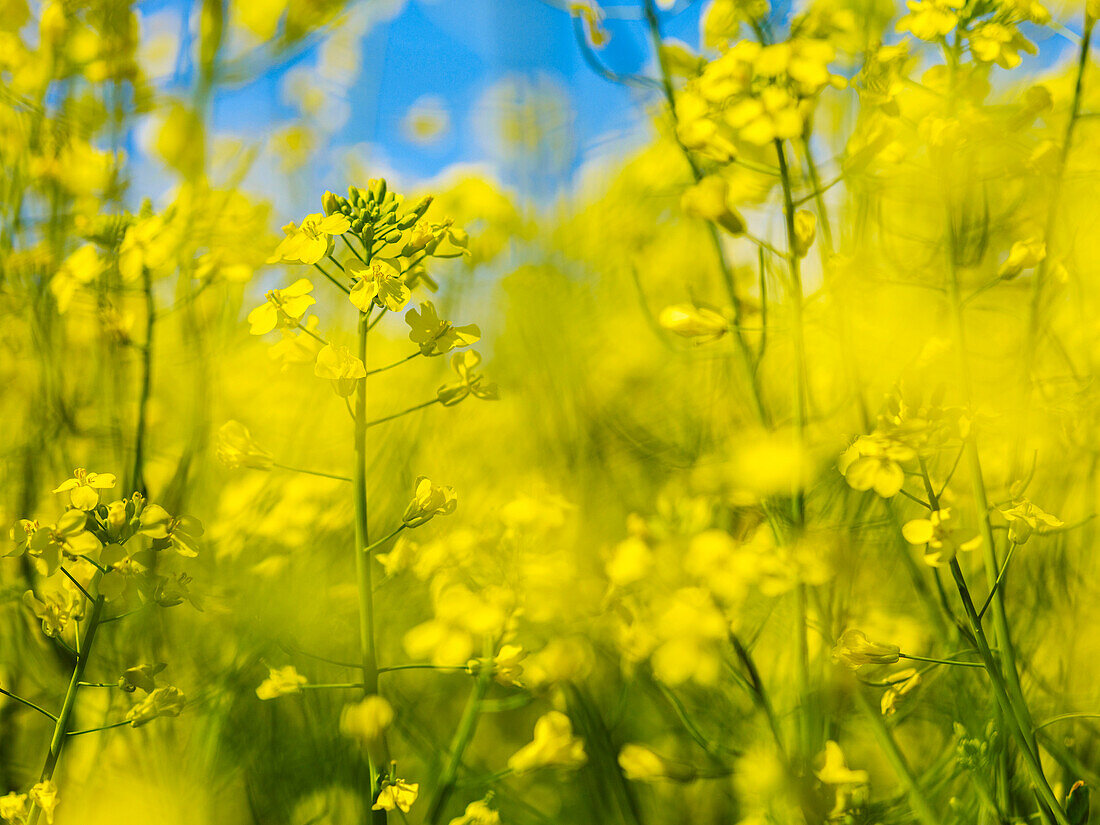 'Close up of canola in bloom; Alberta, Canada'