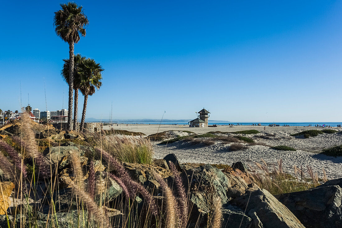 'Palm trees and rocks along the beach with a view of the ocean; California, United States of America'