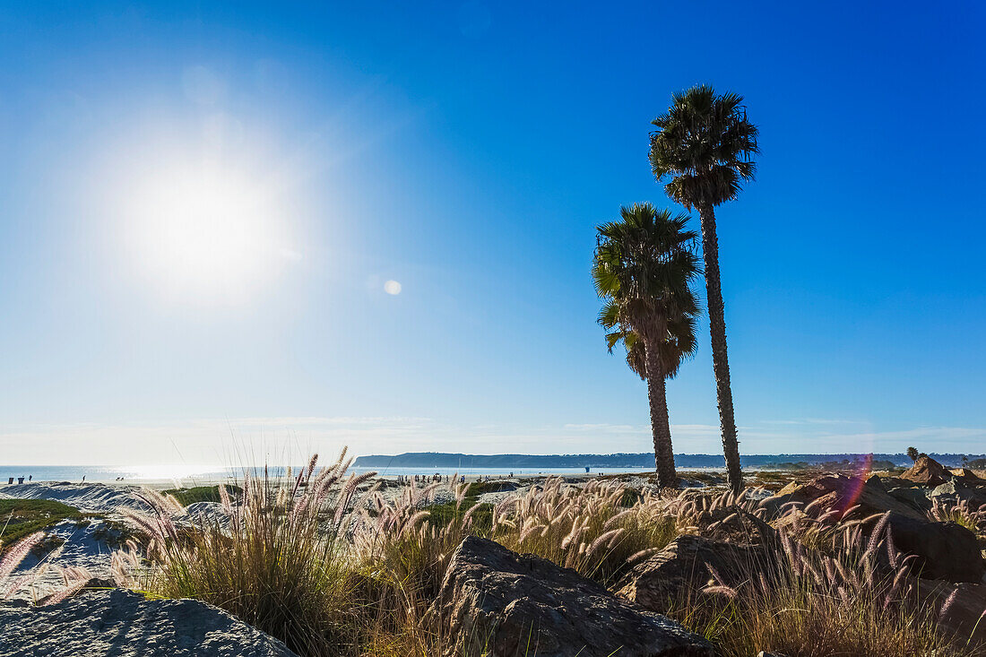 'Palm trees on the shore along the coast with a view of the coastline under a blue sky; California, United States of America'