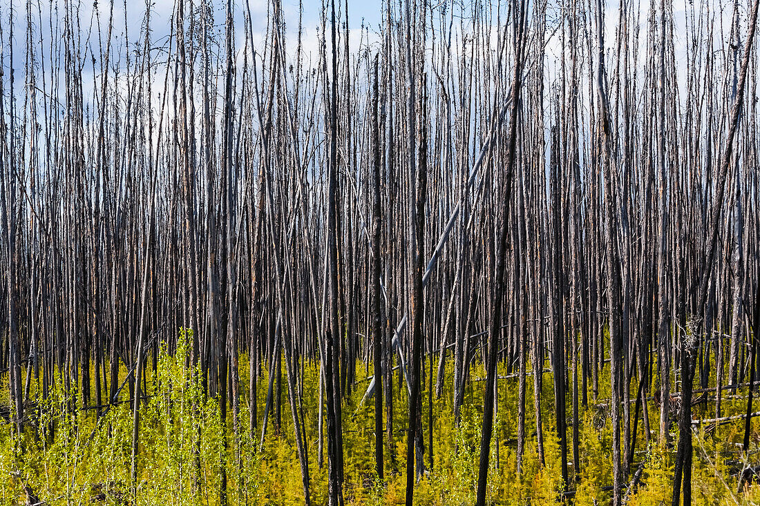 'Tote Bäume stehen hoch gegen einen bewölkten Himmel mit neuem Wachstum auf dem Waldboden; Alberta, Kanada'
