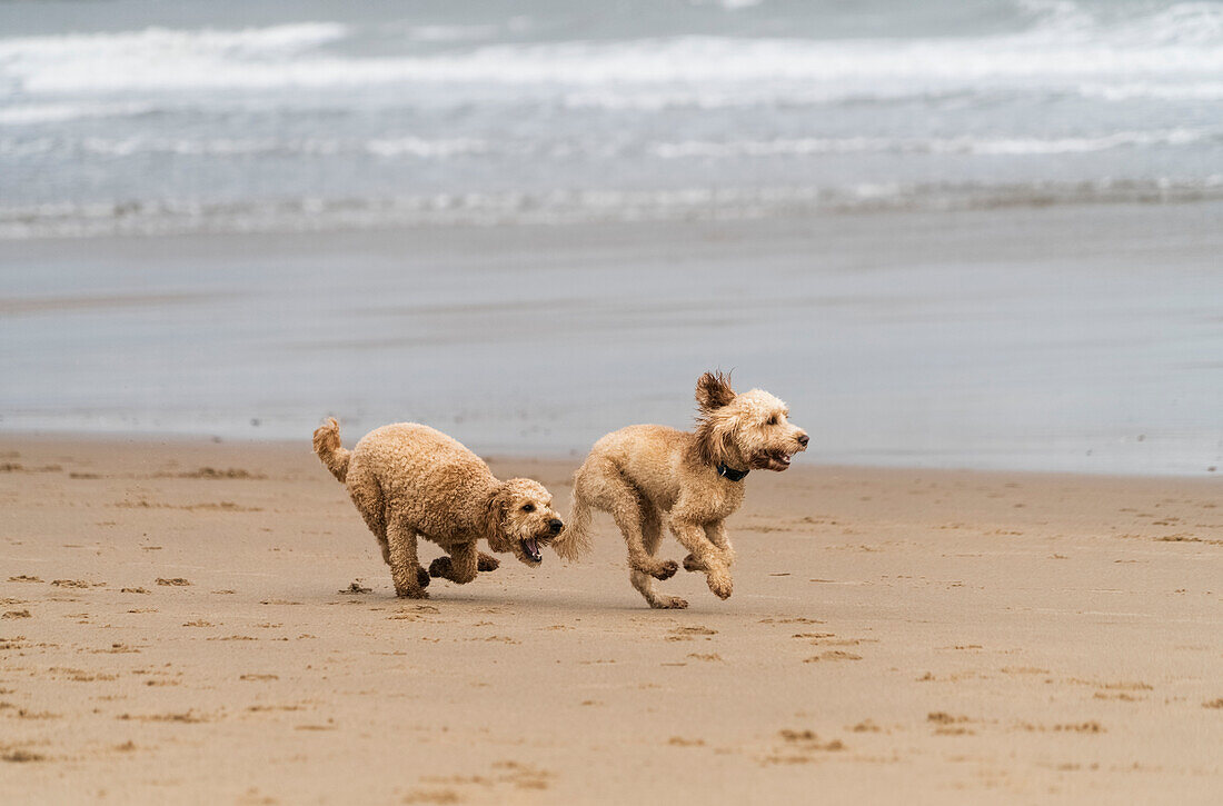'Zwei blonde Cockapoos, die an einem Strand am Rand des Wassers laufen; South Shields, Tyne und Wear, England'