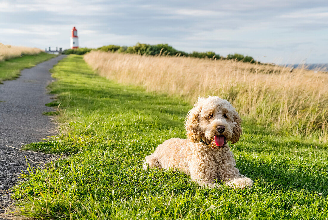 'A blond cockapoo sits on the grass beside a path leading to Souter Lighthouse; South Shields, Tyne and Wear, England'