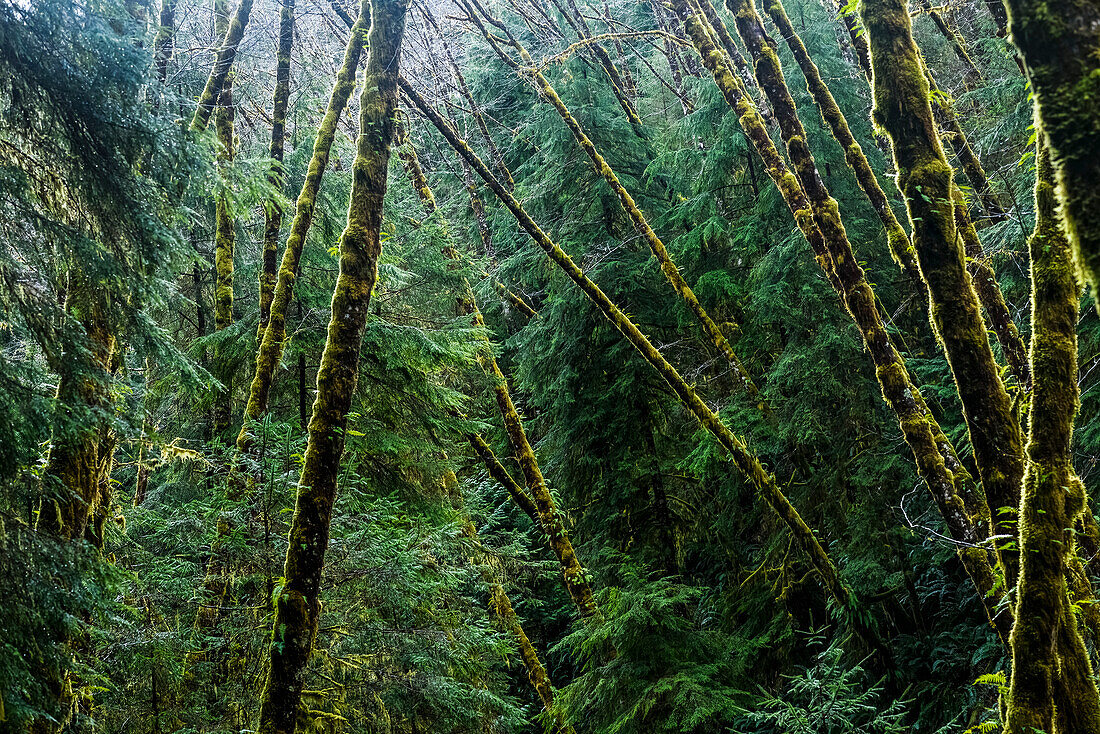 'Rote Alder Bäume wachsen mit Nadelbäumen; Cannon Beach, Oregon, Vereinigte Staaten von Amerika'