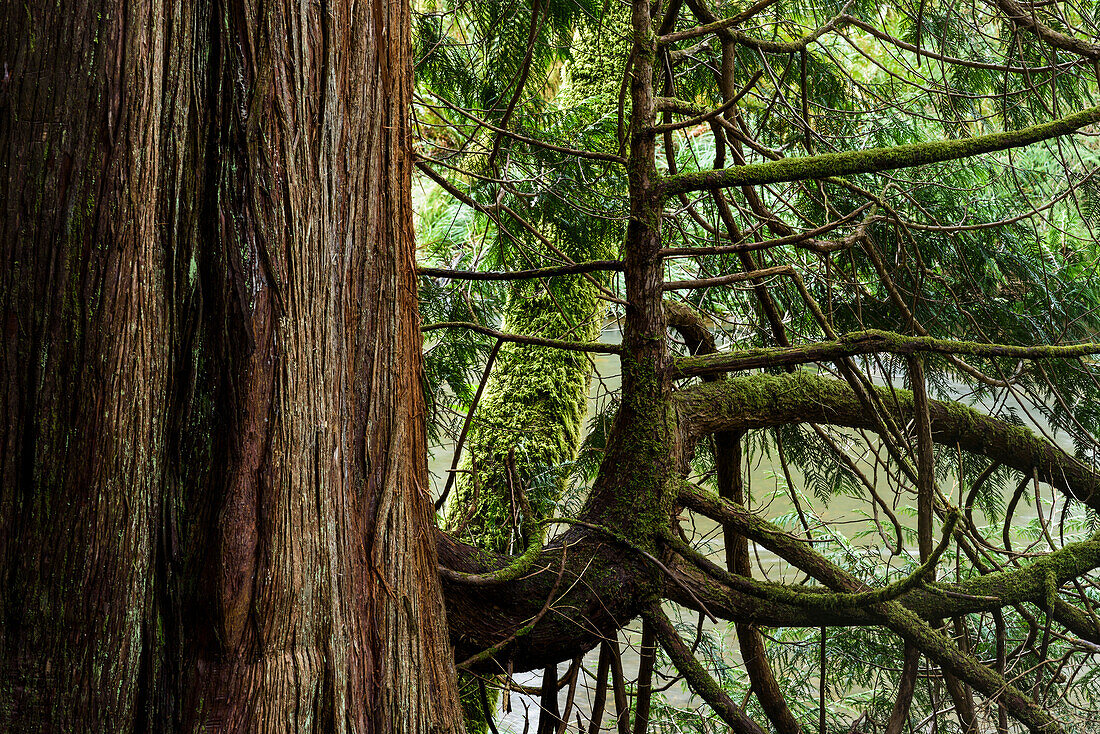 'Riesige Western Red Cedar Bäume sind bei Ecola Creek Forest Reserve gefunden; Cannon Beach, Oregon, Vereinigte Staaten von Amerika'