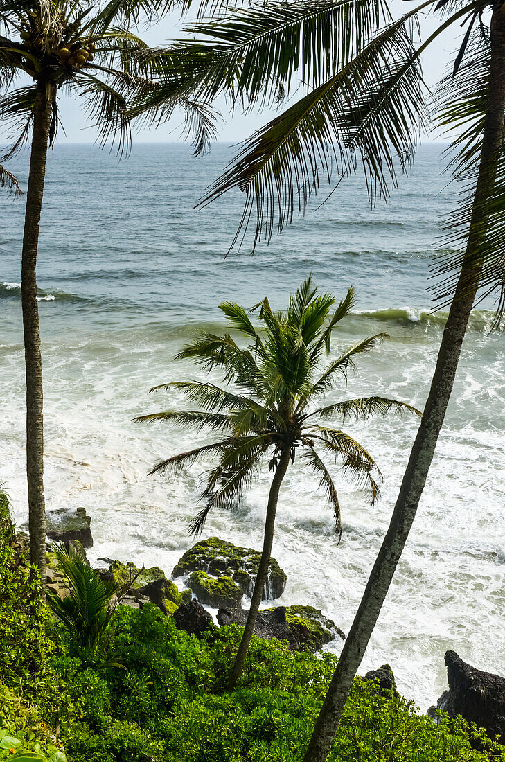 'Coconut trees near cliff with Arabian sea; Varkala, Kerala, India'