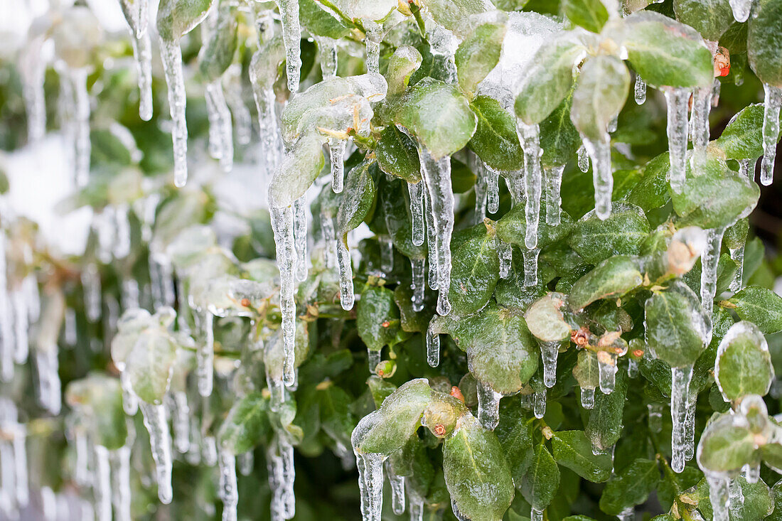 'Pflanzenblätter bedeckt in Eis und Eiszapfen; Ontario, Kanada'