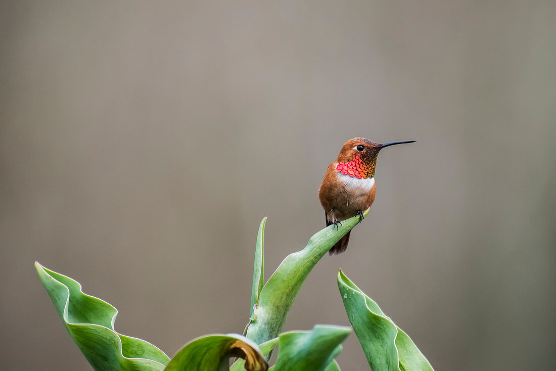 'A Rufous Hummingbird (Selasphorus rufus), common in the Pacific Northwest, displaying some of it's beautiful red feathers while perched on a tulip leaf resting between meals; Alaska, United States of America'