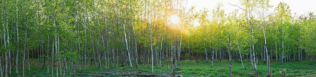 'Sonnenlicht scheint durch einen Wald mit üppigem, grünem Laub einen glühenden Himmel bei Sonnenaufgang; Alberta, Kanada'