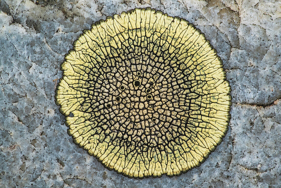 'Flechte auf Felsen, Grasslands Nationalpark; Saskatchewan, Kanada'