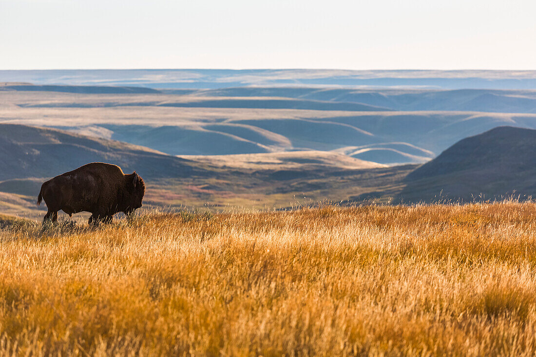 'Bison (bison bison), Grasslands Nationalpark; Saskatchewan, Kanada'