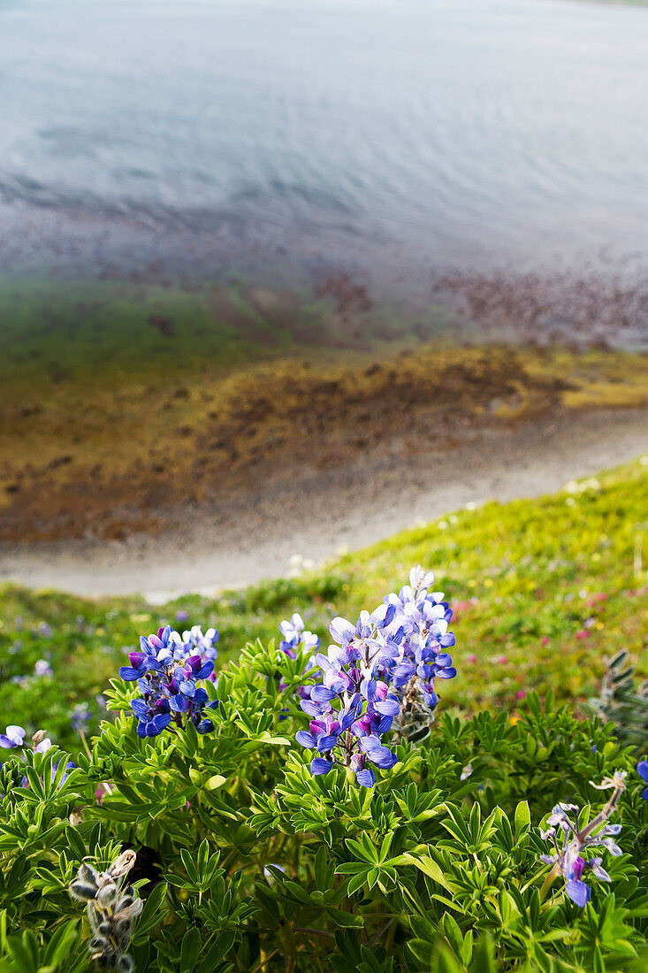 'Lupine Blumen am Rand der Isanotski Straße; Falsch Pass, Alaska, Vereinigte Staaten von Amerika'