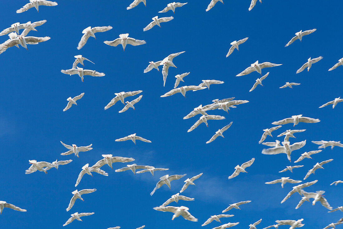 'Glaucous-Winged Gulls (Larus Glaucescens); Sankin Island, Ikatan Bay, Aleutische Inseln, Südwesten Alaskas, Vereinigte Staaten von Amerika'