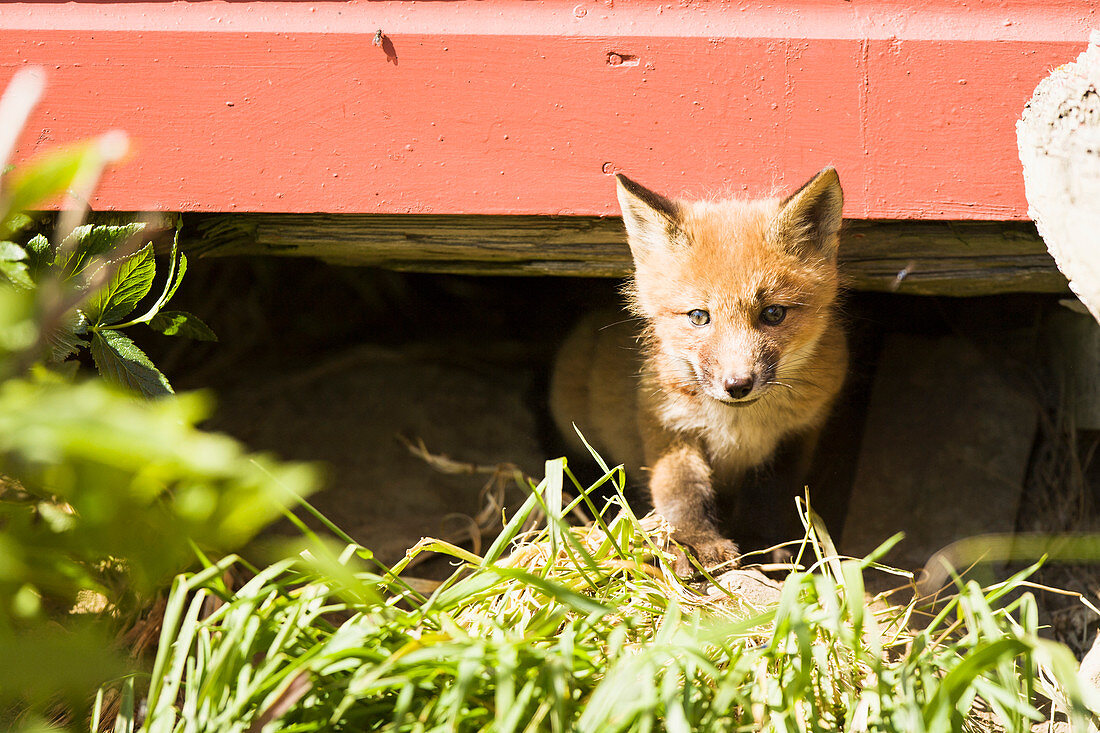 'A Juvenile Red Fox (Vulpes Vulpes) Peaking Out From Beneath An Outbuilding At A Fishcamp; False Pass, Southwest Alaska, United States Of America'