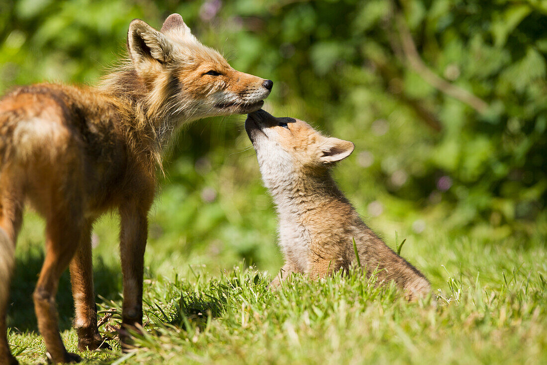 'A Red Fox (Vulpes Vulpes) With One Of Her Pups Near A Fishcamp On The Alaska Peninsula; False Pass, Southwest Alaska, United States Of America'