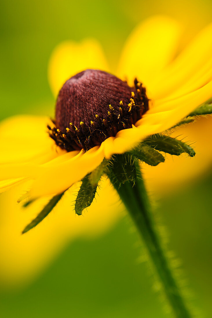 'Close Up Of A Black-Eyed Susan (Rudbeckia Hirta) Flower In Hocking Hills State Park; Ohio, United States Of America'