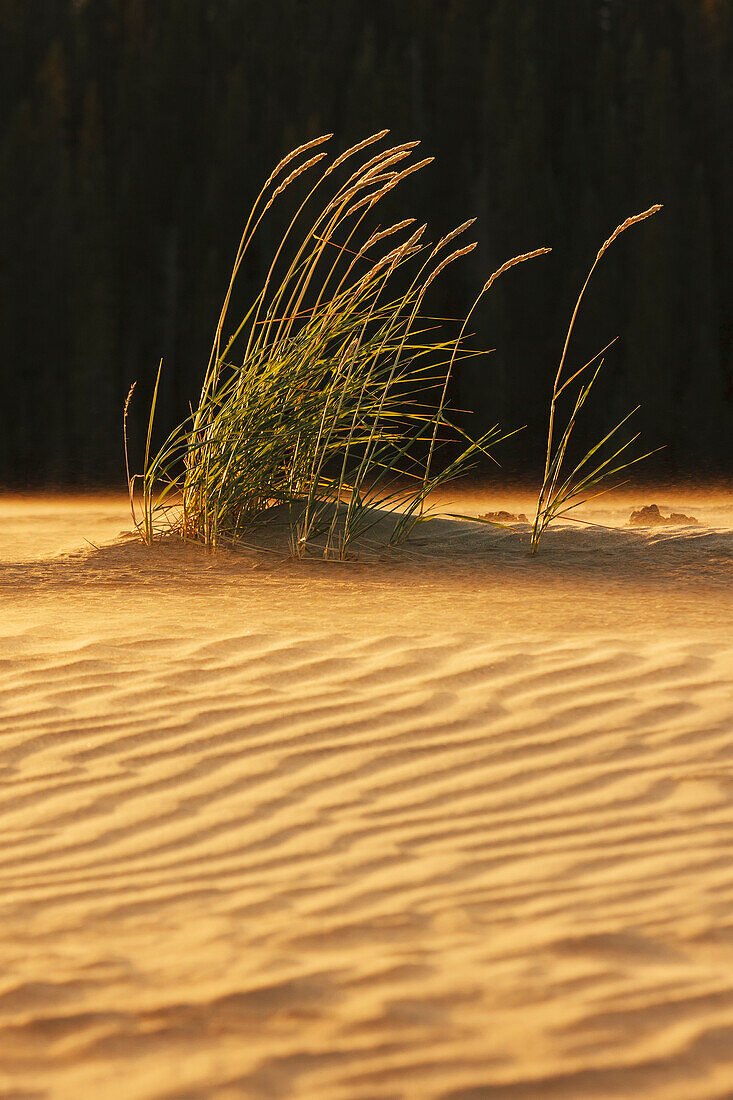 'Grasses On Windblown Sand Dunes With Shadows Under The Midnight Arctic Sun, Great Kobuk Sand Dunes, Kobuk Valley National Park; Northwest Alaska, United States Of America'