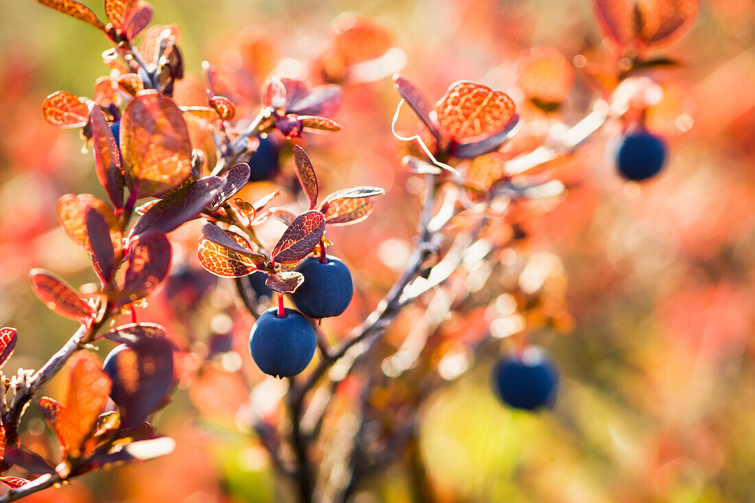 'Lowbush Blueberry In Autumn Colors Near The Noatak River, Brooks Range; Alaska, United States Of America'