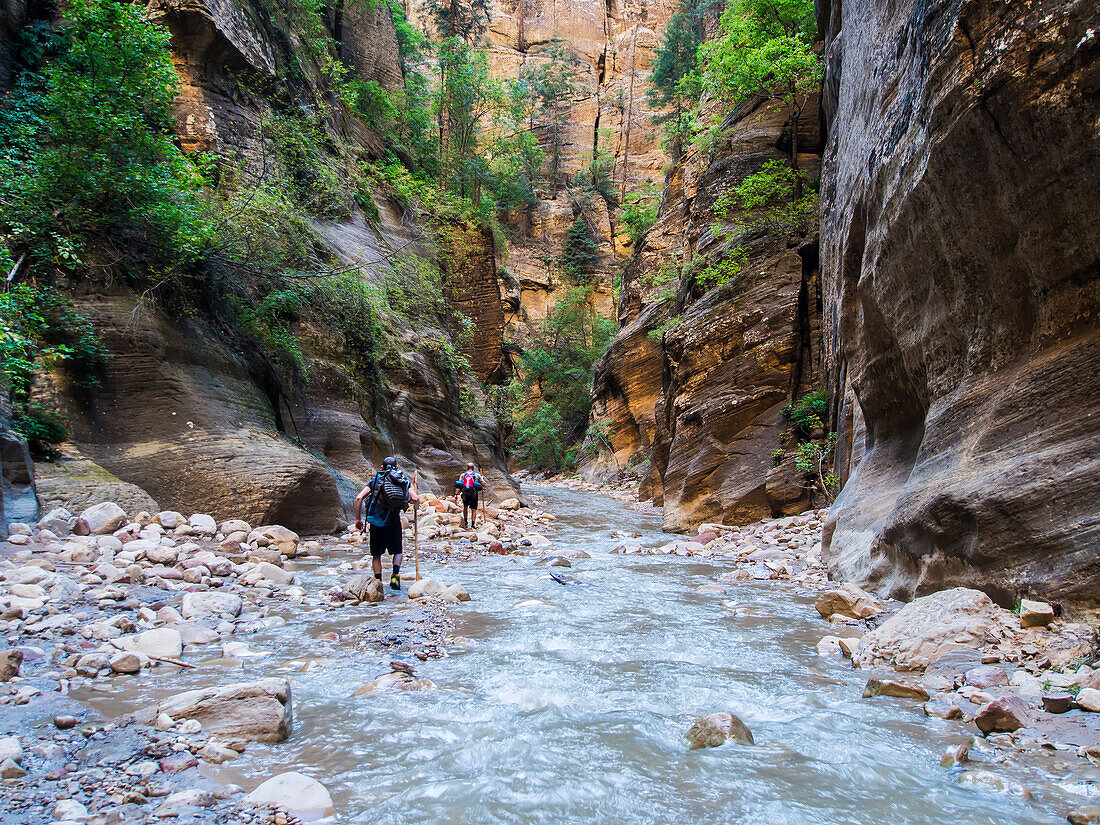 'Hikers make their way through the Virgin River Narrows, a majestic portion of one of America's most famous national treasures, Zion National Park; Utah, United States of America'