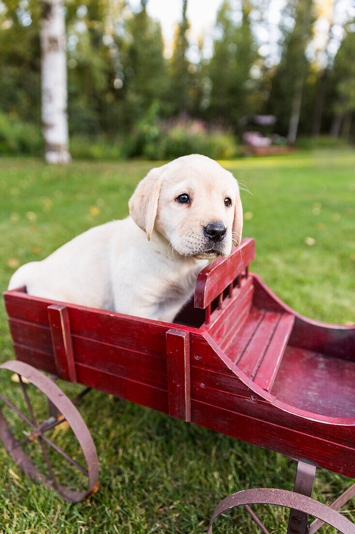 'A young Labrador puppy sits in a vintage red wagon on grass; Anchorage, Alaska, United States of America'