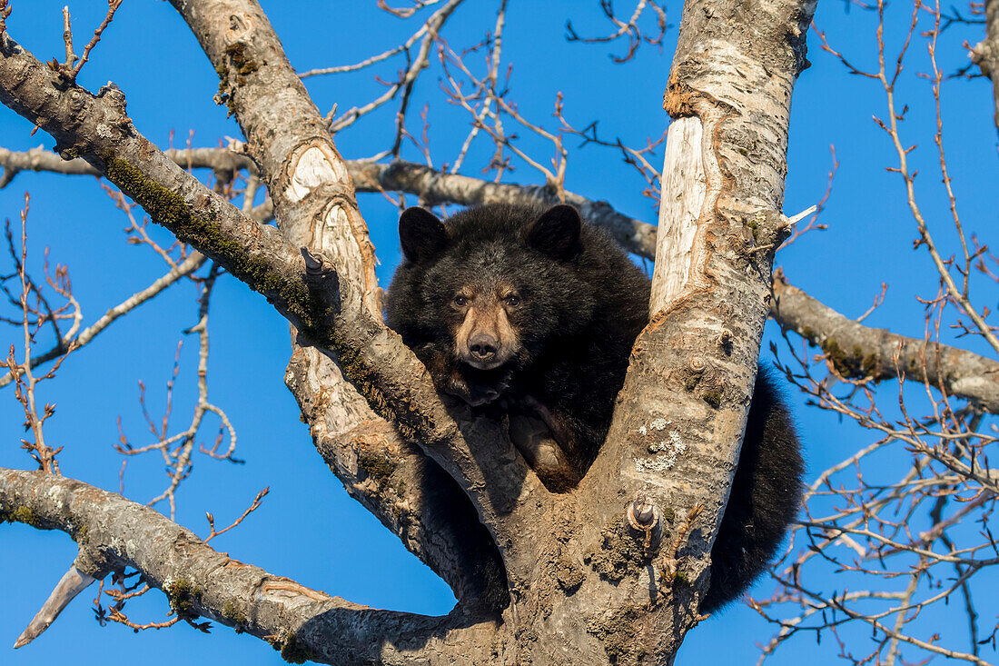 Black bear cub (ursus americanus) climbing a tree, captive at Alaska Wildlife Conservation Center, South-central Alaska, United States of America