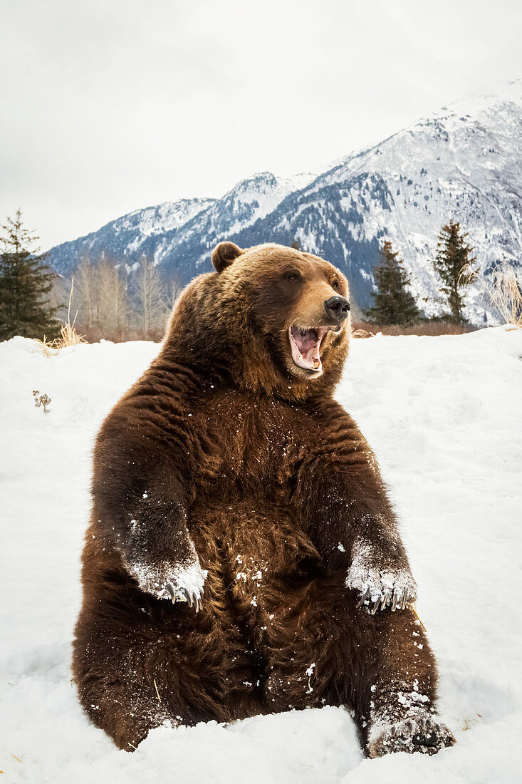 'Grizzly bear (ursus arctos horribilis) sitting in the snow at the Alaska Wildlife Conservation Center, South-central Alaska; Portage, Alaska, United States of America'