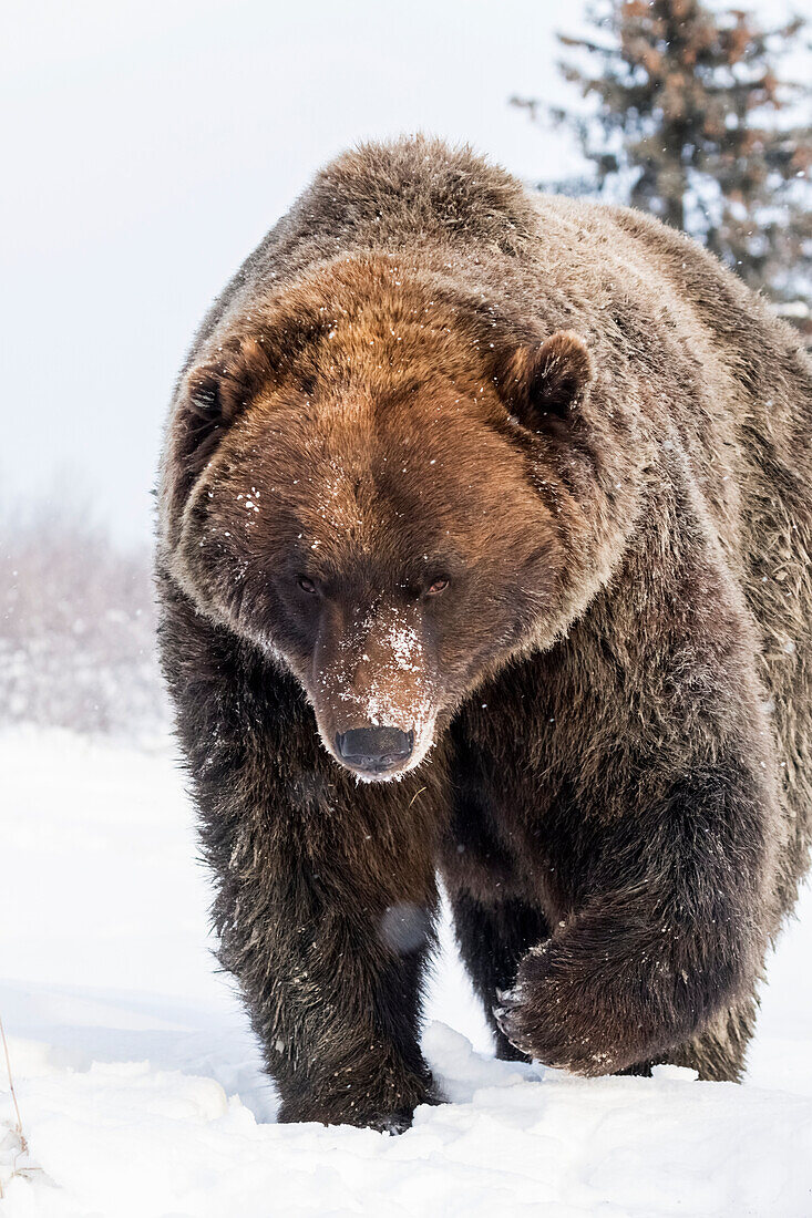 'Brown bear (ursus arctos) walking in the snow towards the camera at the Alaska Wildlife Conservation Center, South-central Alaska; Portage, Alaska, United States of America'