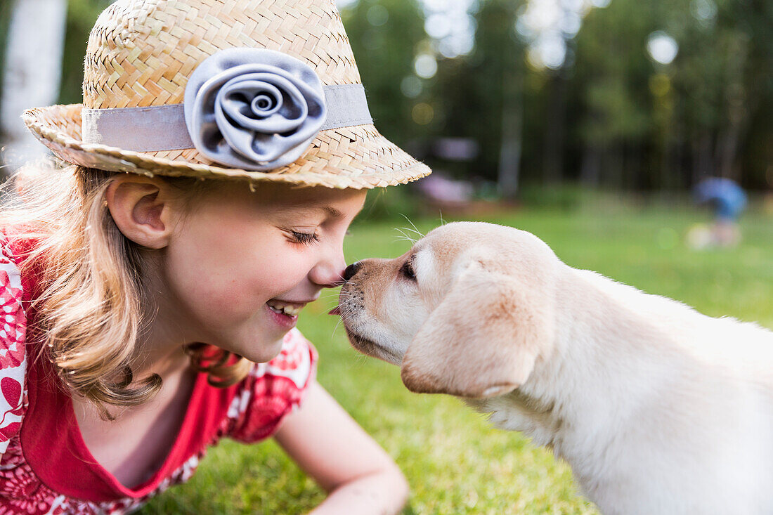 'A smiling young girl wearing a sundress and hat has her nose licked by a young Labrador puppy; Anchorage, Alaska, United States of America'