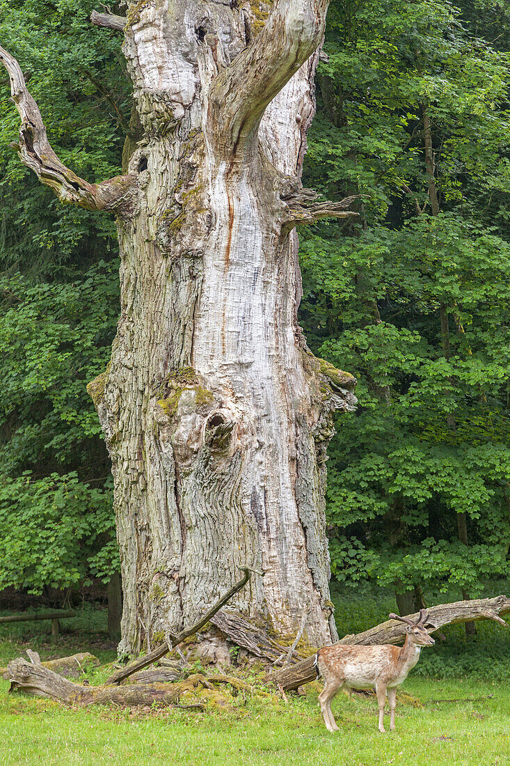 Old oak tree in the park of Ivenack, Mecklenburg-Western-Pomerania, Northern Germany, Germany, Europe