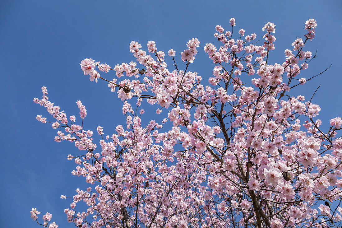 Mandelblüte im Pfälzer Wald, Herxheim am Berg, Deutsche Weinstraße, Pfalz, Rheinland-Pfalz, Deutschland, Europa