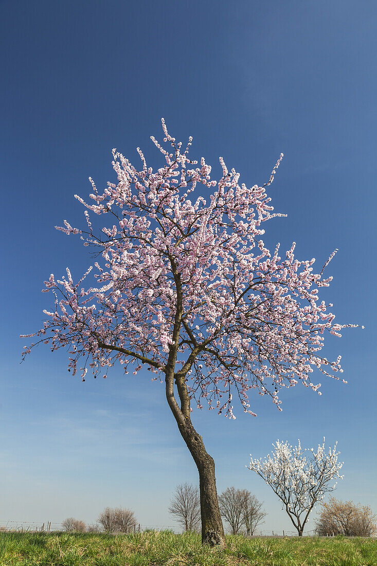 Almond blossom in the Palatinate Forest, Herxheim am Berg, German Wine Route, Palatinate, Rhineland-Palatinate, Germany, Europe