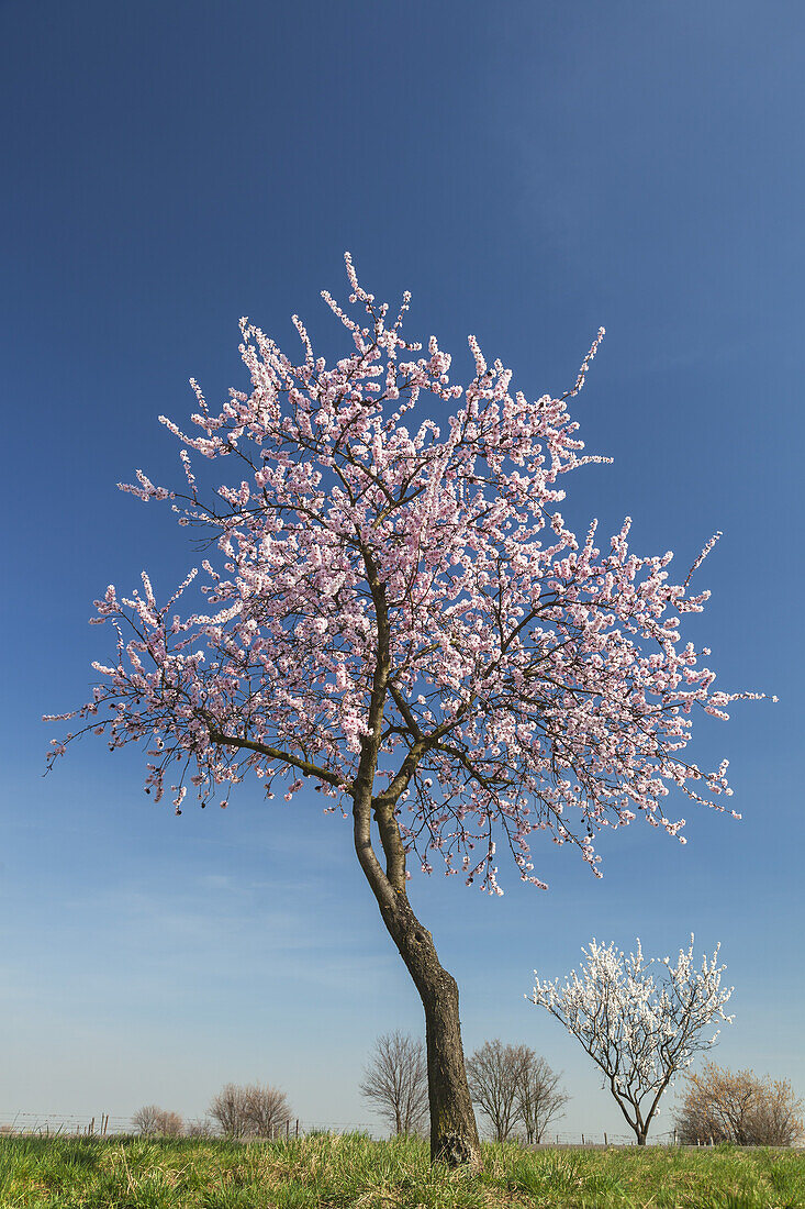 Mandelblüte im Pfälzer Wald, Bad Dürkheim, Deutsche Weinstraße, Pfalz, Rheinland-Pfalz, Deutschland, Europa