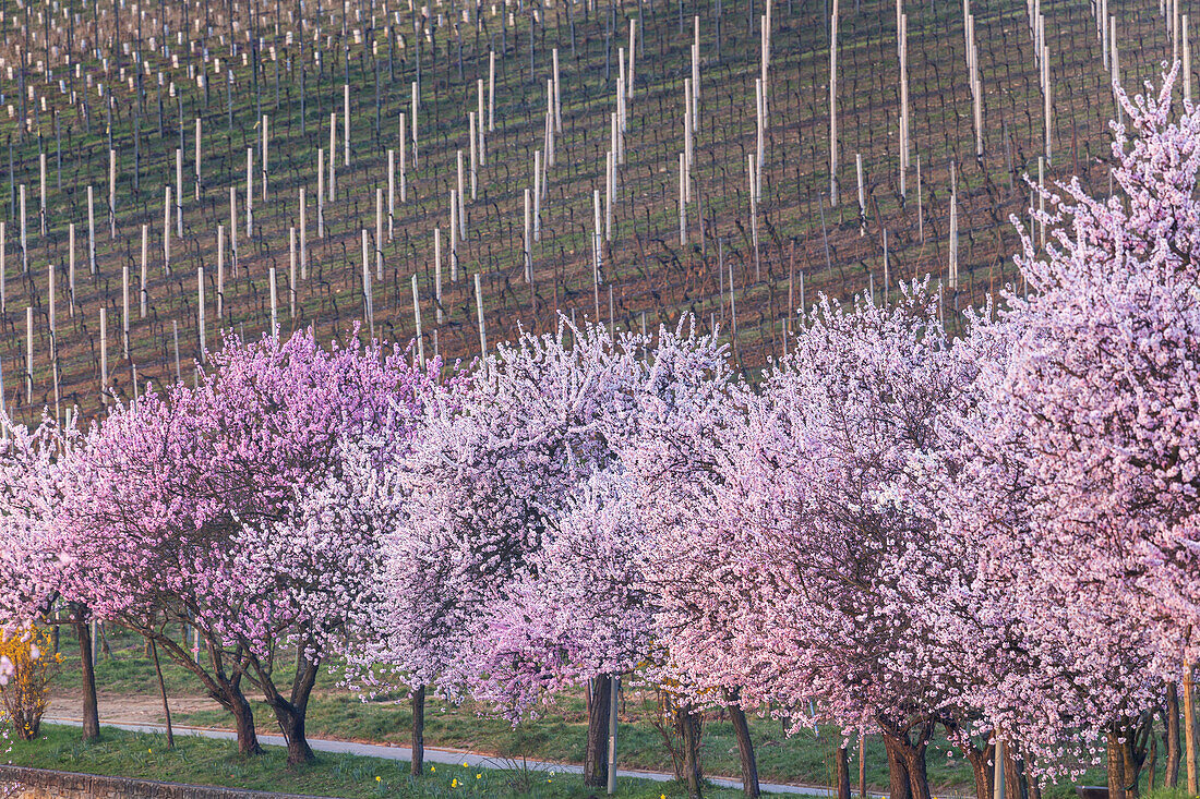 Mandelblüte im Pfälzer Wald, Gimmeldingen, Neustadt an der Weinstraße, Deutsche Weinstraße, Pfalz, Rheinland-Pfalz, Deutschland, Europa