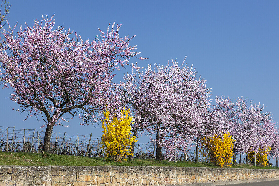 Almond blossom in the Palatinate Forest, Gimmeldingen, Neustadt by the German Wine Route, Palatinate, Rhineland-Palatinate, Germany, Europe