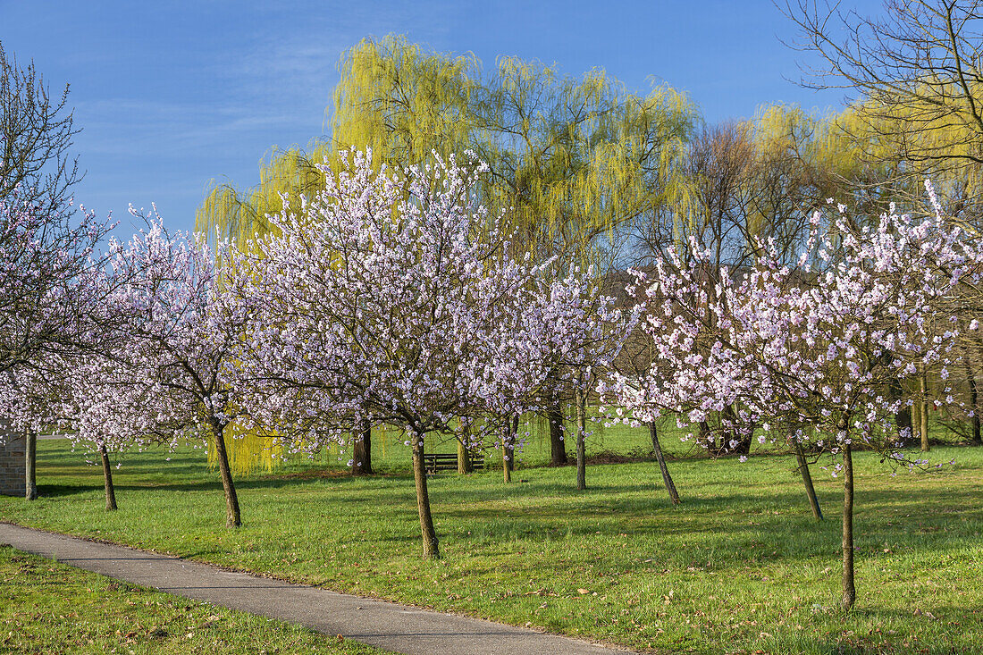 Mandelblüte in der Pfalz, Gleiszellen-Gleishorbach, Gleiszellen, Pfälzer Wald, Rheinland-Pfalz, Deutschland, Europa