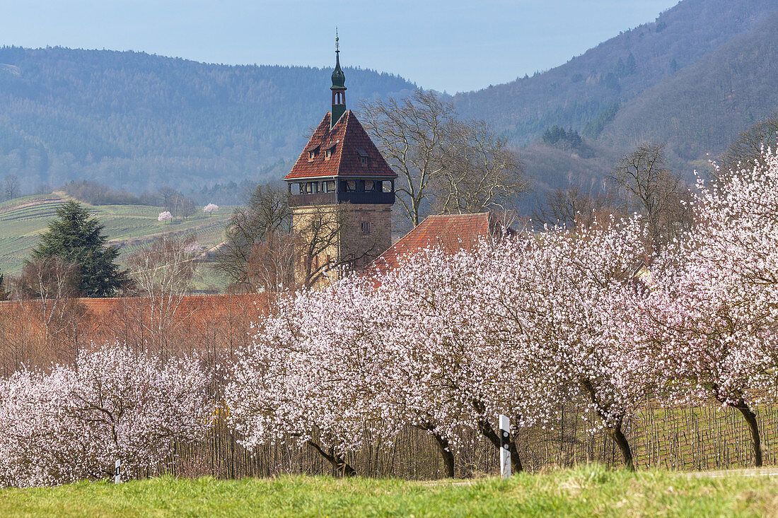 Mandelblüte in der Pfalz, Frankweiler, Pfälzer Wald, Rheinland-Pfalz, Deutschland, Europa